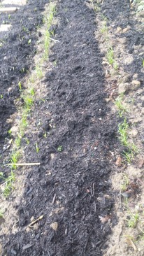 Rows of Green Onion and Dill